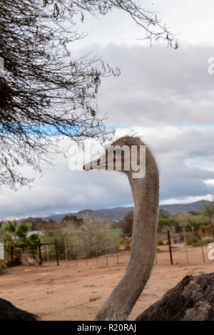 Gemeinsame Strauß bei Safari Ostrich Farm, Oudtshoorn, Südafrika Stockfoto