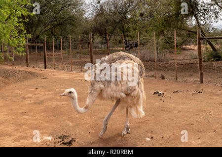 Safari Ostrich Farm, soith Oudtshoorm, Afrika Stockfoto