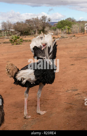 Gemeinsame Strauß bei Safari Ostrich Farm, Oudtshoorn, Südafrika Stockfoto