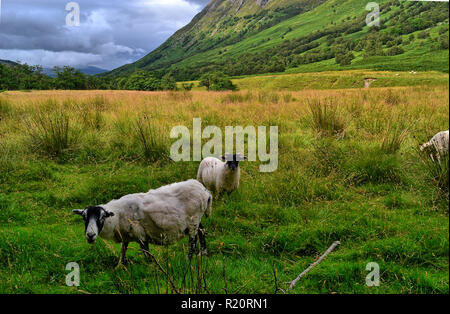 Schafe weiden in der Landschaft unter Ben Nevis, entlang der Glen Nevis Spaziergang am Fluss, in der Nähe von Fort William, Schottland, Großbritannien Stockfoto