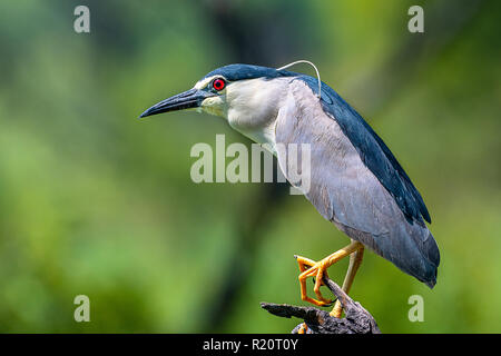 Schwarz gekrönt Night Heron oder Black-capped Nachtreiher Nycticorax nycticorax auch bekannt als Stockfoto