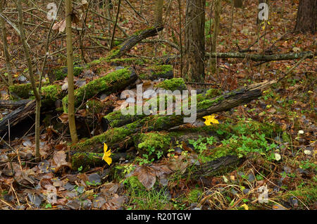 Alte Protokolle, Reste der Bäume auf den Boden bedeckt mit Moos. Baum Hintergrund Stockfoto