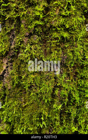 Baum Rinde bedeckt mit Moos. Baum Hintergrund Stockfoto