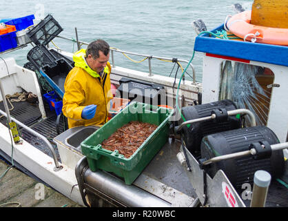 Garnelen fisherman Landung seinen Fang des Tages frische Garnelen in Irland Stockfoto