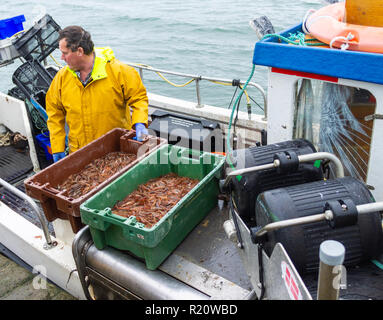 Garnelen fisherman Landung seinen Fang des Tages frische Garnelen in Irland Stockfoto