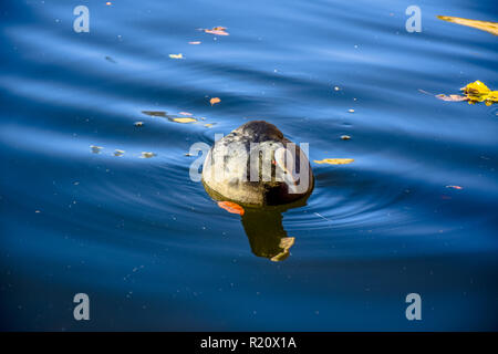 Ente Schwimmen im See Serpentine Lake im Hyde Park, London, Vereinigtes Königreich Stockfoto