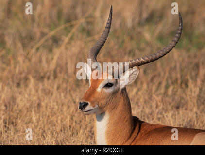 Roten Letschwe Stockfoto