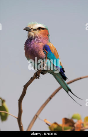 Lilac-breasted roller Stockfoto
