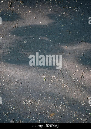 Asphalt Textur Blütenblätter von weißen Blüten im Sommer, Russland Stockfoto