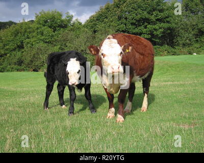 Zwei Kühe Stockfoto