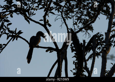 Silhouette eines indischen grau Nashornvogel (Ocyceros birostris) im Polo Wald, Gujarat, Indien. Stockfoto