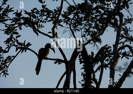 Silhouette eines indischen grau Nashornvogel (Ocyceros birostris) im Polo Wald, Gujarat, Indien. Stockfoto