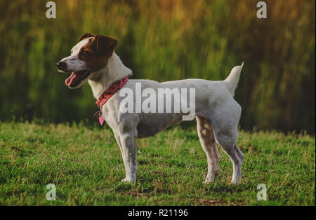 Jack Russell Terrier stehend auf Gras nach der Wiedergabe Stockfoto
