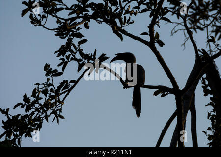 Silhouette eines indischen grau Nashornvogel (Ocyceros birostris) im Polo Wald, Gujarat, Indien. Stockfoto