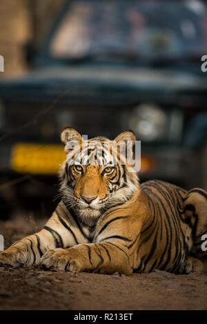 Ein männlicher Junger Tiger, einem der Dschungel in den frühen Morgen im ranthambore Tiger Reserve ruht, Indien Stockfoto