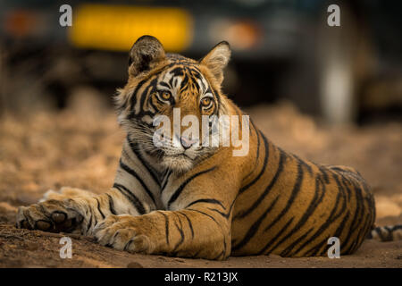 Ein männlicher Junger Tiger, einem der Dschungel in den frühen Morgen im ranthambore Tiger Reserve ruht, Indien Stockfoto