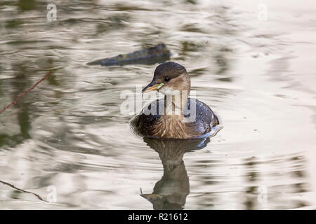 Zwergtaucher (Tachybuptus ruficollis) Kleinster britischen Grebe hat Kastanie auf Wangen und Hals mit Kalk geenen vor Ort an der Basis von Bill, bräunlich Gefieder. Stockfoto