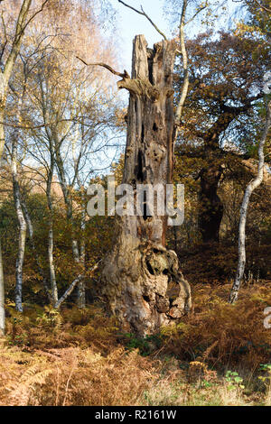 Sherwood Forest Home der großen Eiche und neue Visitor Centre, Großbritannien. Stockfoto