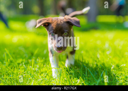 Adorable süße Border Collie Welpen zur Festlegung und beobachten das Gras, verschwommenes Bild Hintergrund Stockfoto