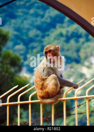 Affe sitzt auf einem Zaun Stockfoto