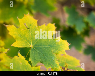 Farbe ändern Blatt eines Spitzahorn (Acer negundo) im Herbst Stockfoto