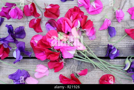 Lathyrus Odoratus - Spencer Vielfalt. Frisch Bündel Sweet pea Blumen auf Holztisch, Cut, Großbritannien Stockfoto