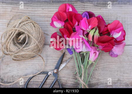 Lathyrus Odoratus - Spencer Vielfalt. Frisch Bündel Sweet pea Blumen auf Holztisch, Cut, Großbritannien Stockfoto