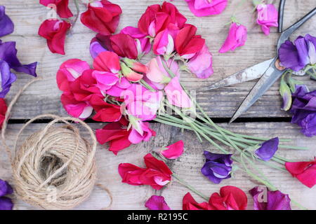 Lathyrus Odoratus - Spencer Vielfalt. Frisch Bündel Sweet pea Blumen auf Holztisch, Cut, Großbritannien Stockfoto