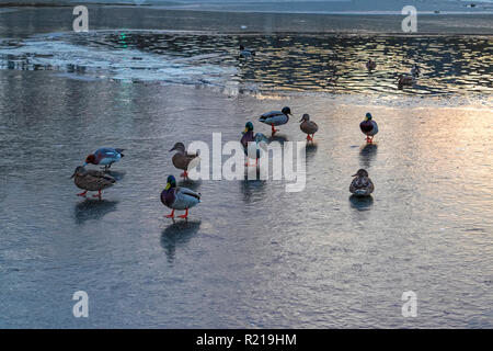 Das drake Mareca Penelope nicht Süden fliegen und verbrachten den Winter in den Anas platyrhynchos Herde. Stockfoto