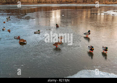 Das drake Mareca Penelope nicht Süden fliegen und verbrachten den Winter in den Anas platyrhynchos Herde. Stockfoto