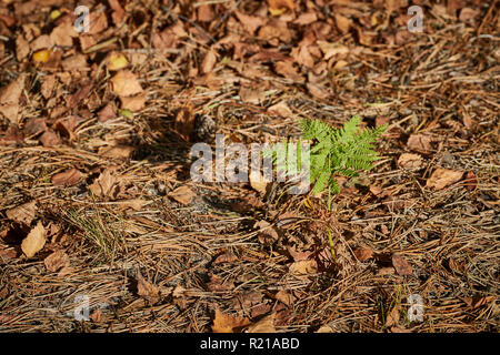 Eine einzige kleine fern ab der Waldboden durch braune Blätter, die von den Bäumen im Herbst gefallen sind umgeben zu wachsen Stockfoto