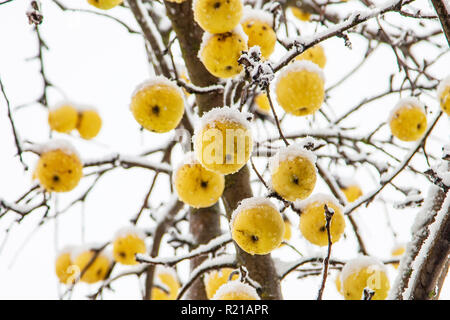 Äpfel Hängen an einem Baum mit weißen Frost Stockfoto