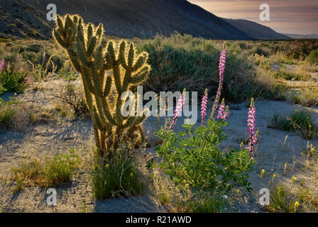 Arizona Lupin mit wenig Gold Mohnblumen und Ganders cholla Cactus bei Sonnenaufgang in Coyote Canyon Anza Borrego Desert State Park, Kalifornien, USA Stockfoto