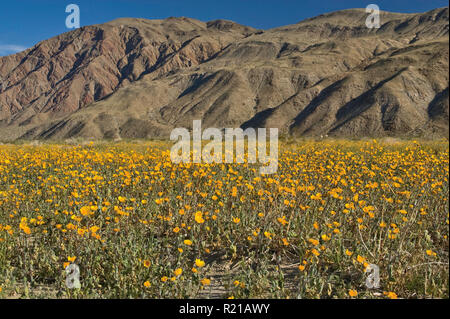 Bereich der Wüste Sonnenblumen im Frühling, Henderson Canyon Road, Borrego Valley, Coyote Berg, Anza Borrego Desert State Park, Kalifornien, USA Stockfoto