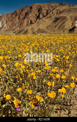 Bereich der Wüste Sonnenblumen im Frühling, Henderson Canyon Road, Borrego Valley, Coyote Berg, Anza Borrego Desert State Park, Kalifornien, USA Stockfoto