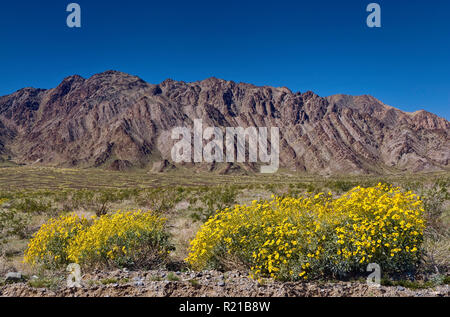 Brittlebush blühen im Frühling, Coxcomb Berge im Joshua Tree National Park im Abstand, Colorado Wüste, aus Palen Valley, Kalifornien, USA Stockfoto