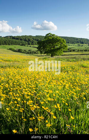Feld voller Butterblumen in der Nähe von Kildale Dorf in der North York Moors National Park Stockfoto