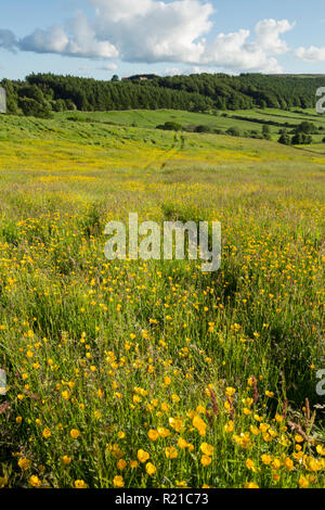 Feld voller Butterblumen in der Nähe von Kildale Dorf in der North York Moors National Park Stockfoto