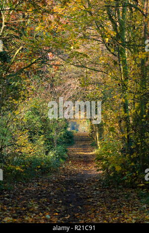 Ein schöner Wald Wanderweg in Swillington, Leeds. Stockfoto