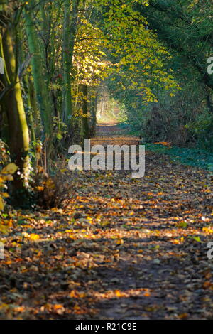 Ein schöner Wald Wanderweg in Swillington, Leeds. Stockfoto