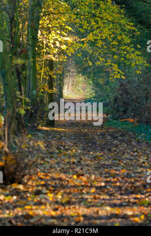 Ein schöner Wald Wanderweg in Swillington, Leeds. Stockfoto