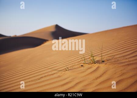 Nahaufnahme des Grases auf Sand dune gegen den klaren blauen Himmel. Wahiba Sands in Oman. Stockfoto