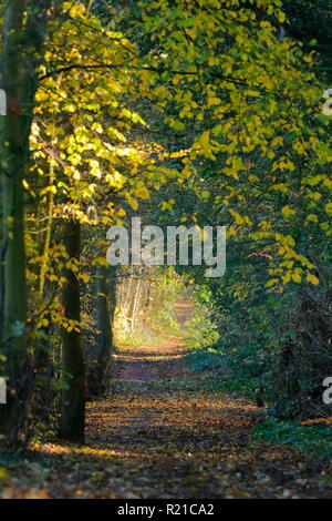 Ein schöner Wald Wanderweg in Swillington, Leeds. Stockfoto