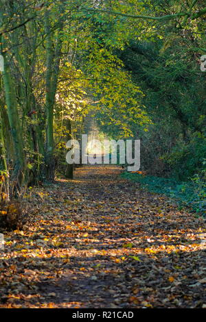 Ein schöner Wald Wanderweg in Swillington, Leeds. Stockfoto