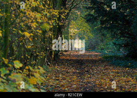 Ein schöner Wald Wanderweg in Swillington, Leeds. Stockfoto