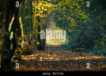 Ein schöner Wald Wanderweg in Swillington, Leeds. Stockfoto