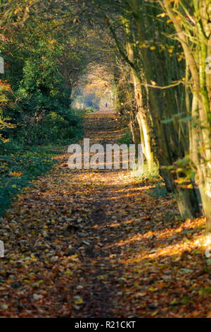 Ein schöner Wald Wanderweg in Swillington, Leeds. Stockfoto