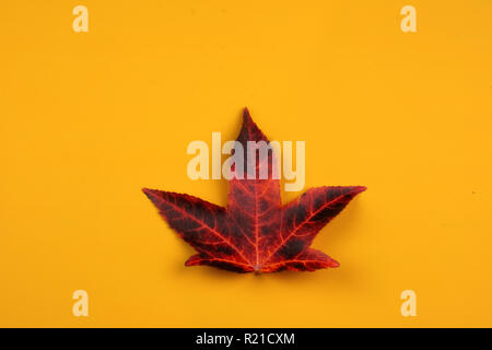 Herbst Hintergründe, einzelne rote BUNTE BLATT GEGEN orange hinterlegt. Stockfoto