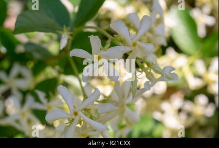 Crepe Jasmin (auch als crape Jasmin) ist eine hübsche, kleine Strauch mit abgerundeter Form und pinwheel Blumen erinnert an Gardenien. Stockfoto