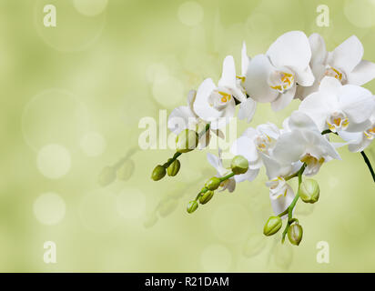 Schöne weiße Orchidee Stockfoto